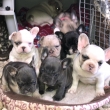 Healthy French bulldog puppies
